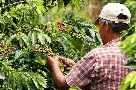  Nuevo Cultivo: Un Tesoro Botánico para la Agricultura Colombiana!